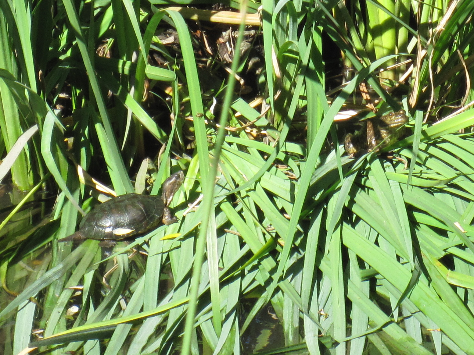 an image of a snake hiding among some plants