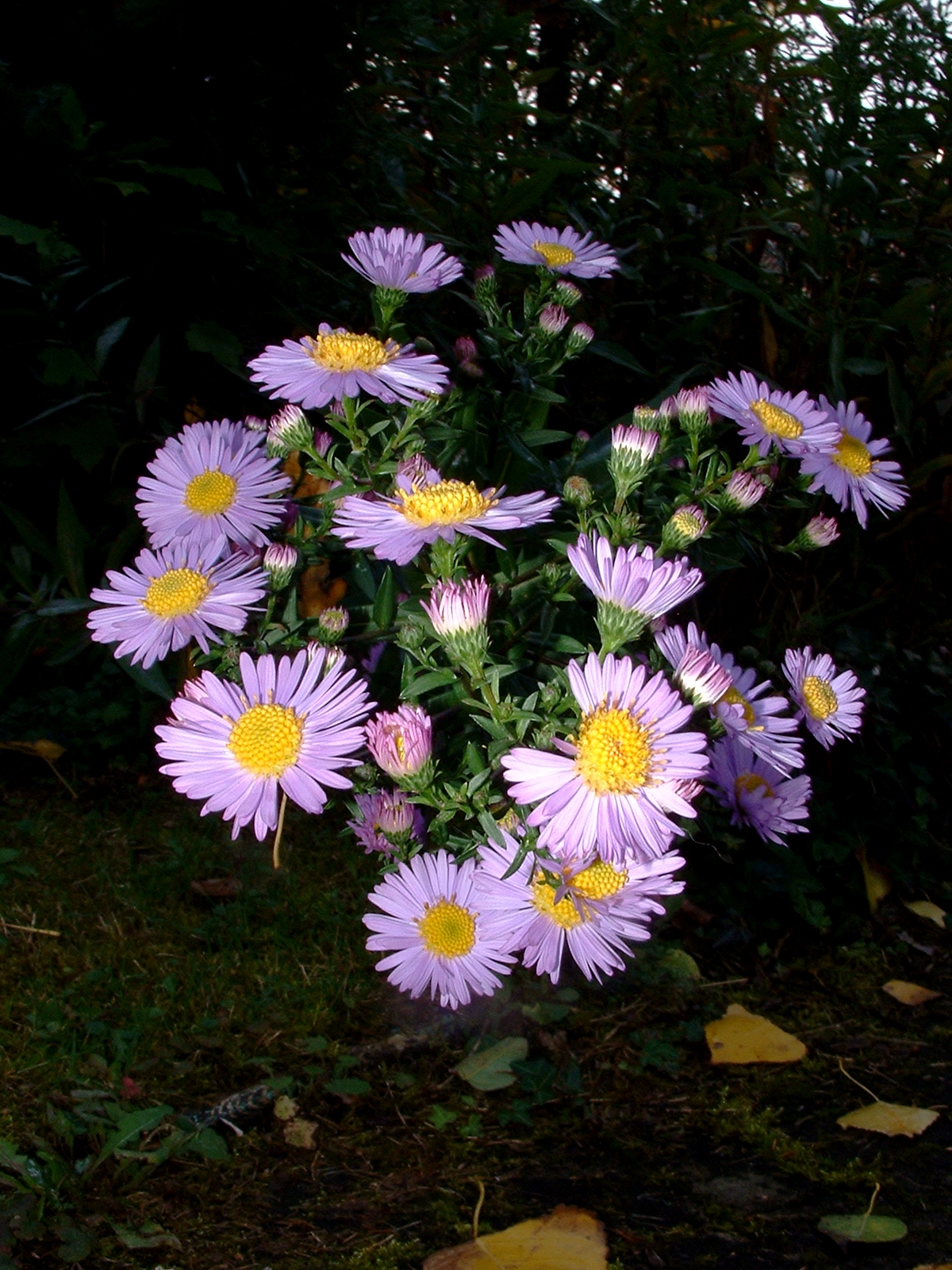 purple flowers with yellow centers in the grass