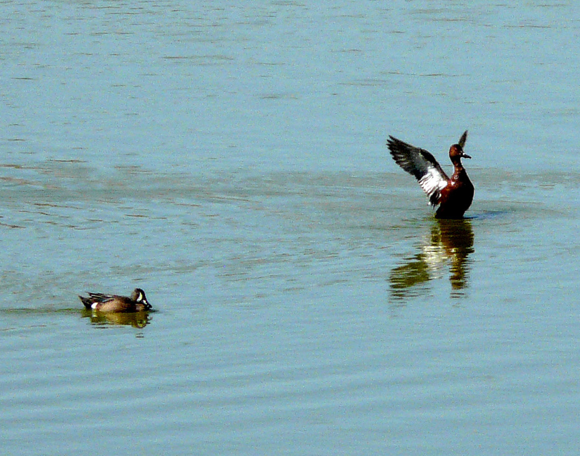 three ducks on a pond with one taking off