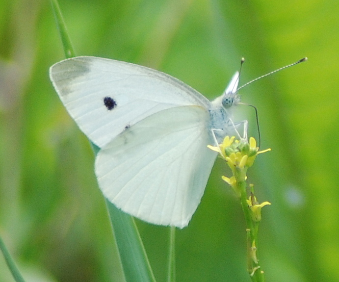 a white erfly sitting on top of a green leaf