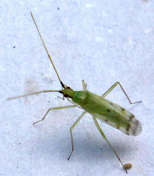 an insect standing in a clear white spot