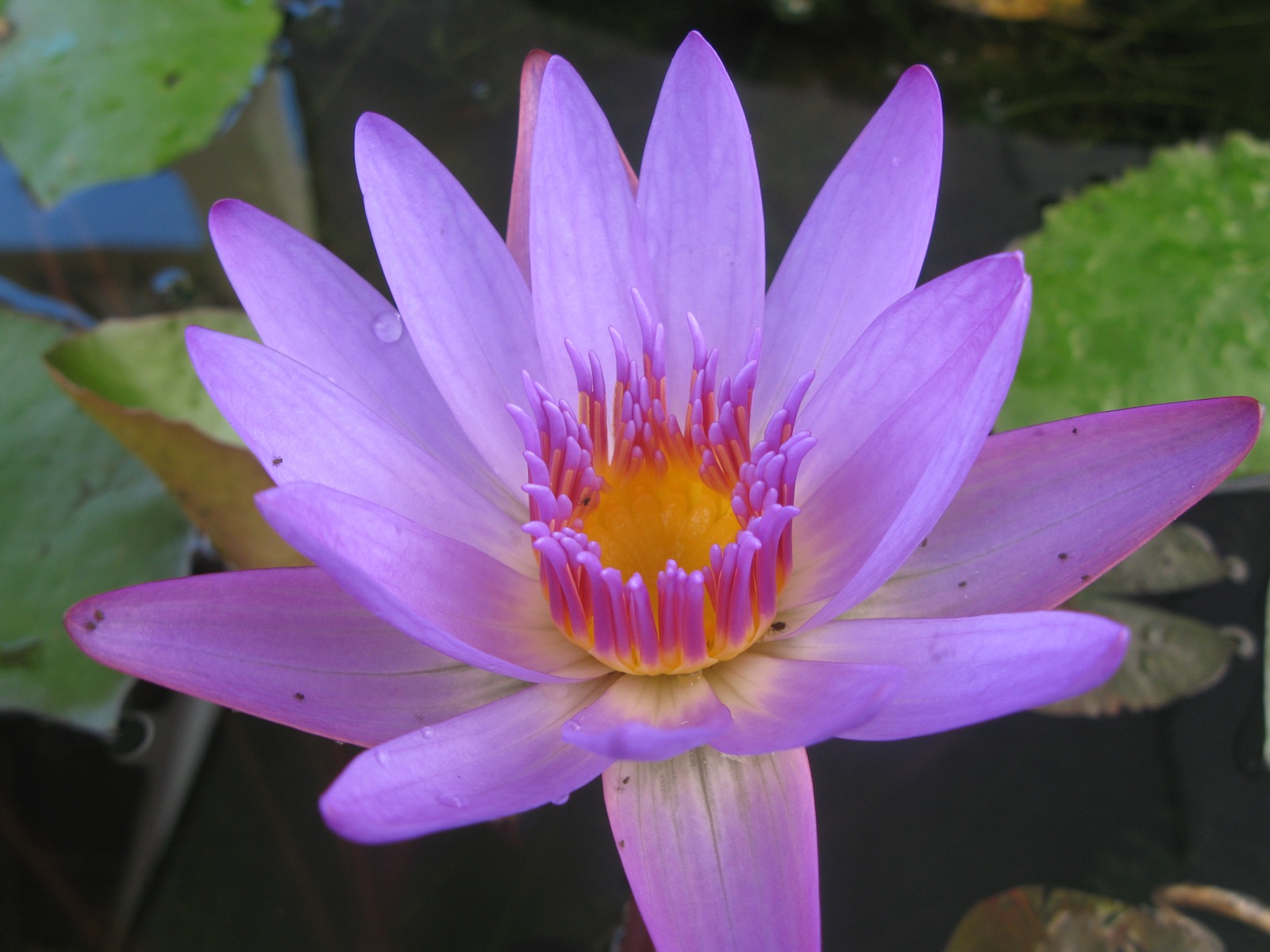 the purple water lily is blooming in the pond