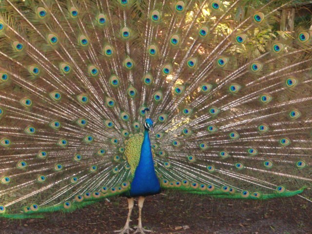 the peacock is displaying his feathers with its feathers spread