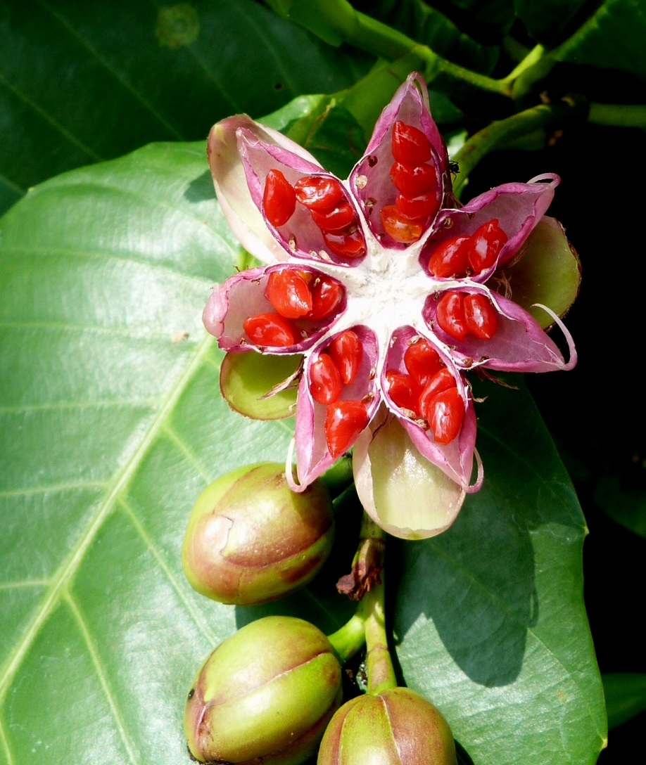 the flower is open with red pollen and green leaves