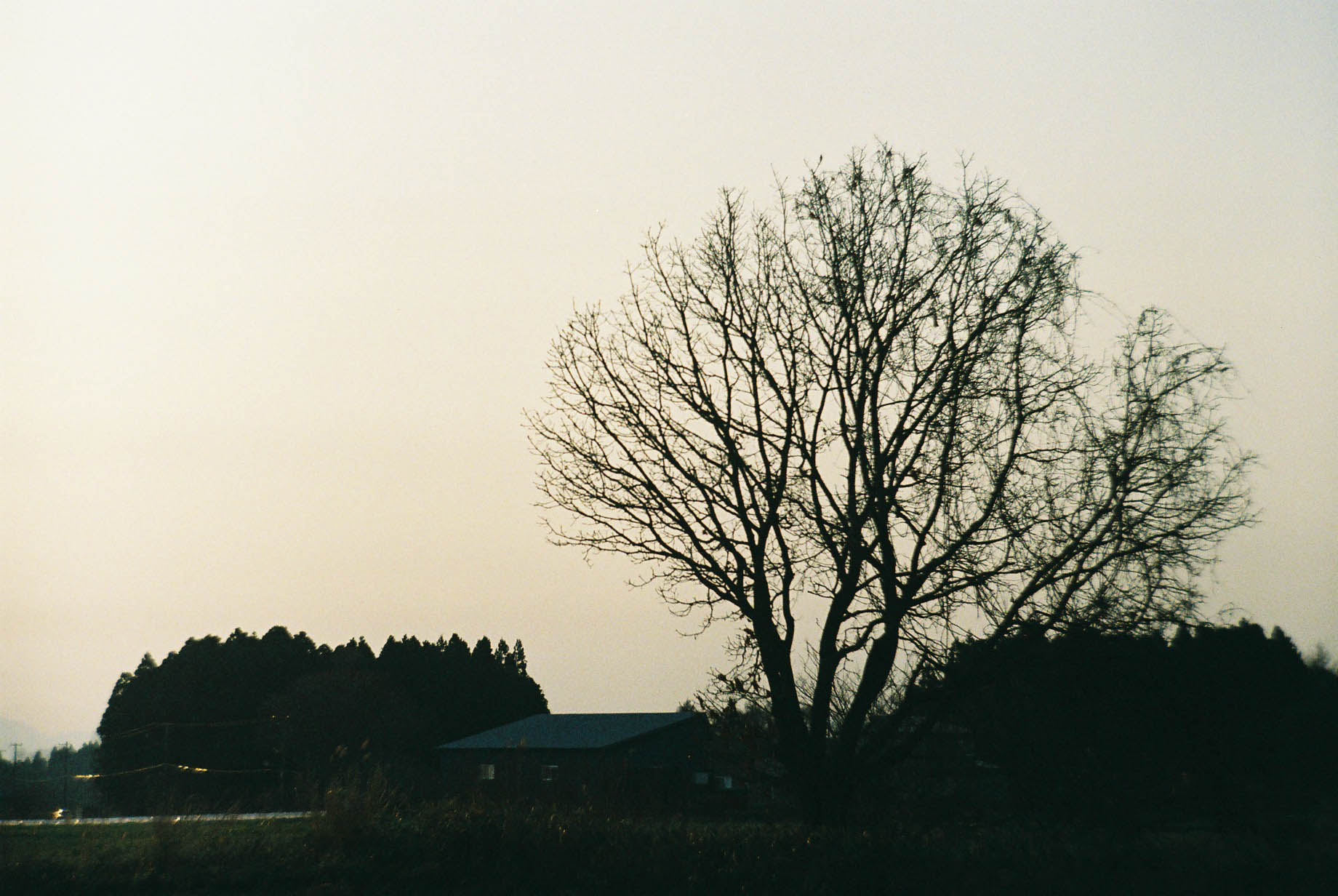 an image of a tree that has been planted