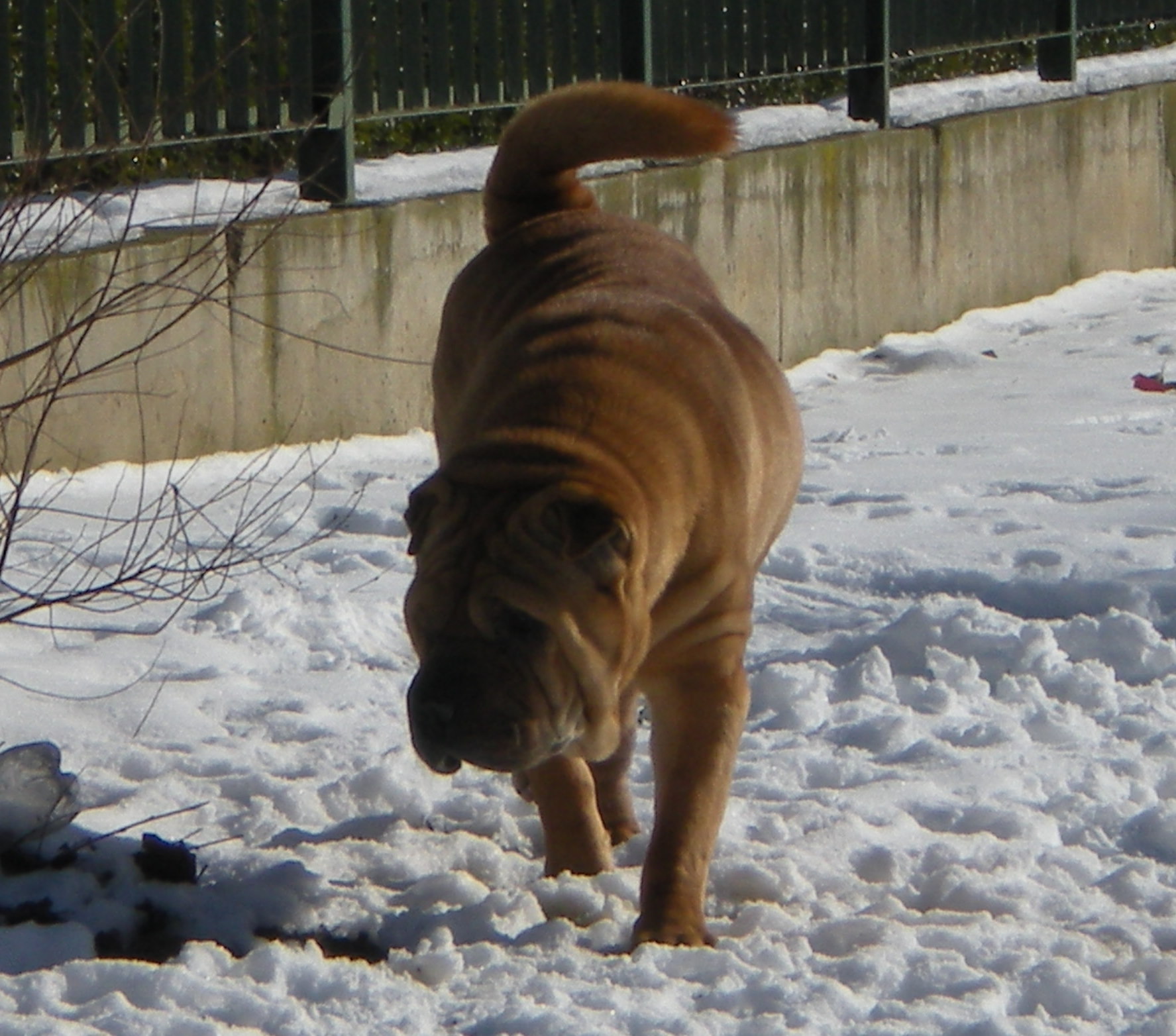 a brown dog walking in the snow during winter