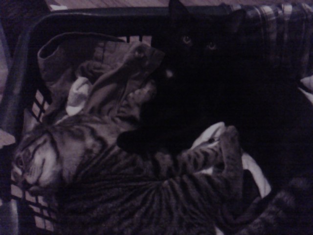 two cats laying on top of a bed with clothes