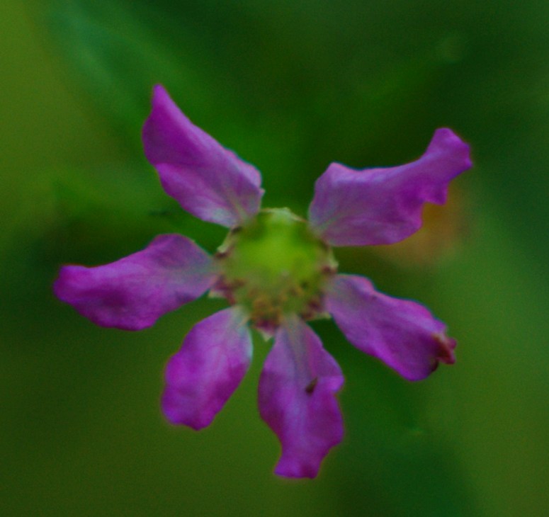 a close up s of an upclose pink flower