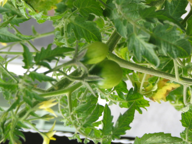 a plant with green leaves, green tomatoes hanging off it