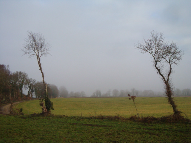 a big field with some trees and fog