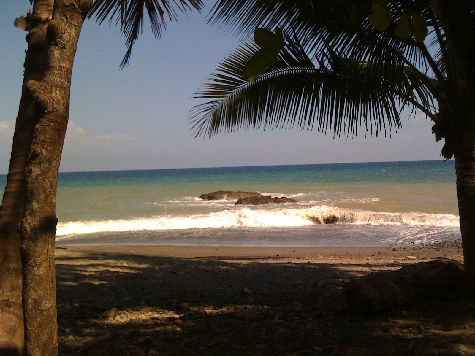 an empty beach with two coconut trees looking at the water