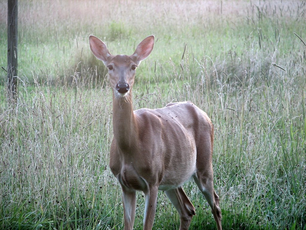 a white tailed deer is standing in a field