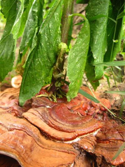 green leaves growing out of the ground next to meat