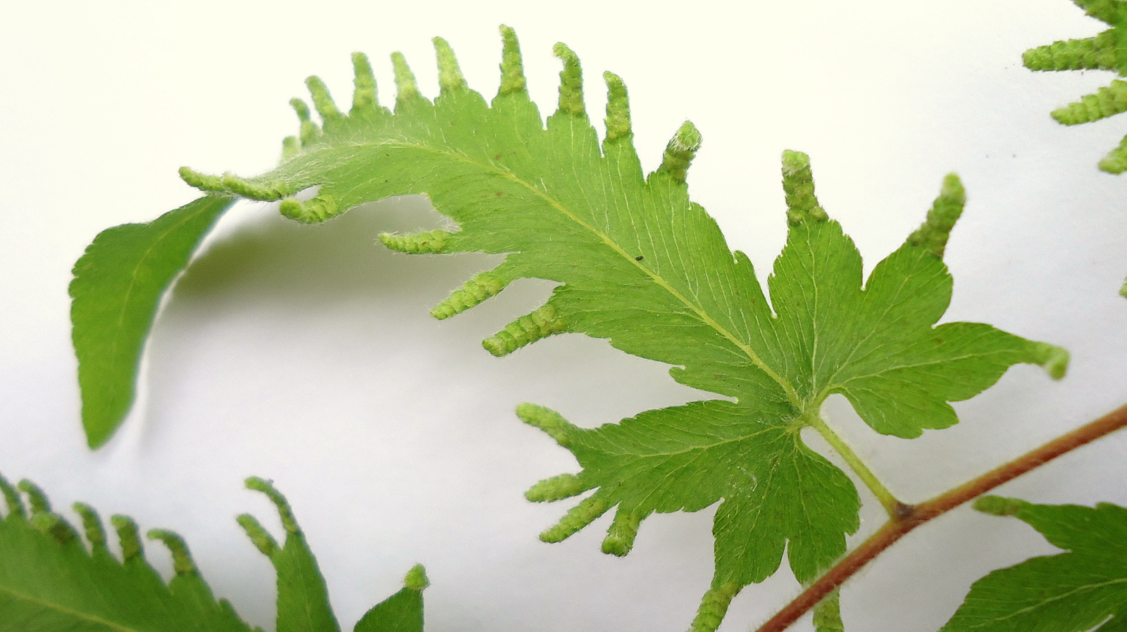 a large fern leaf next to the top of it