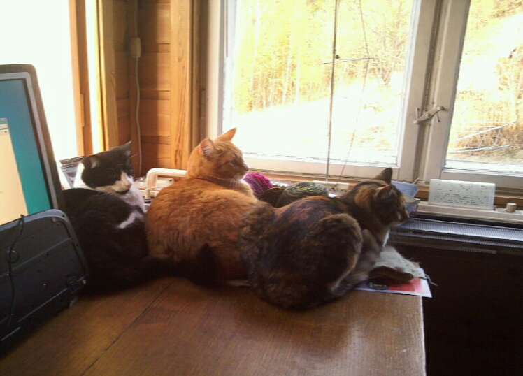 three cats on a wooden table by the window