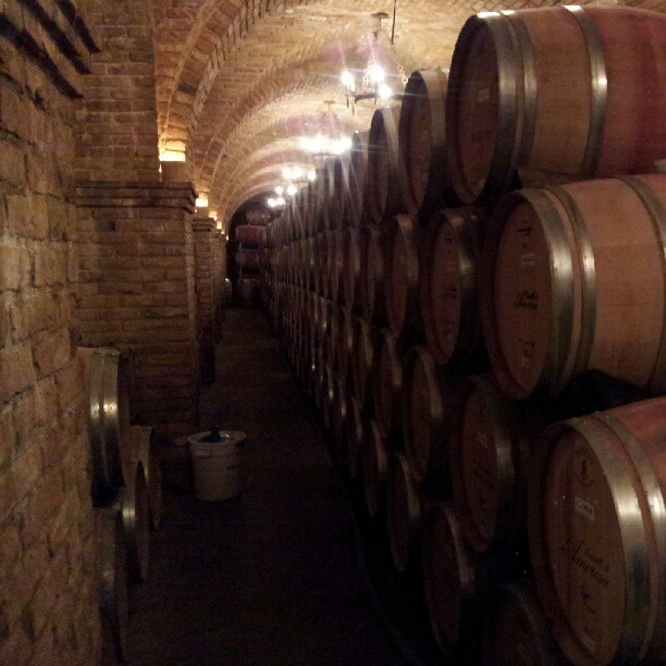 wine barrels lined up in the cellar with light shining on them