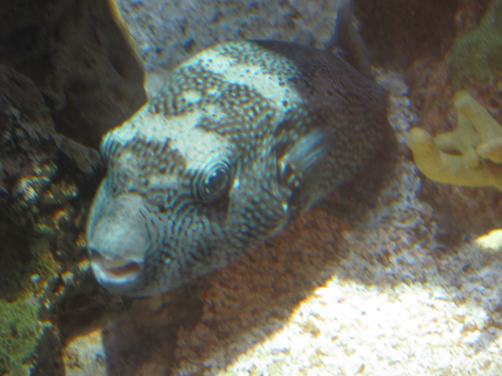 a fish in an aquarium resting on the rocks