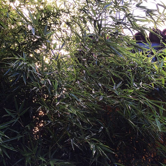 a very tall plant with thick green leaves