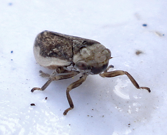 an insect crawling on top of a white ground