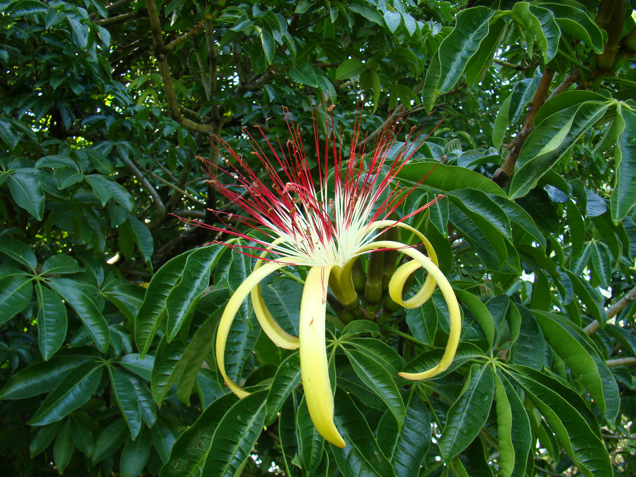 a plant with colorful flowers in the middle of the forest