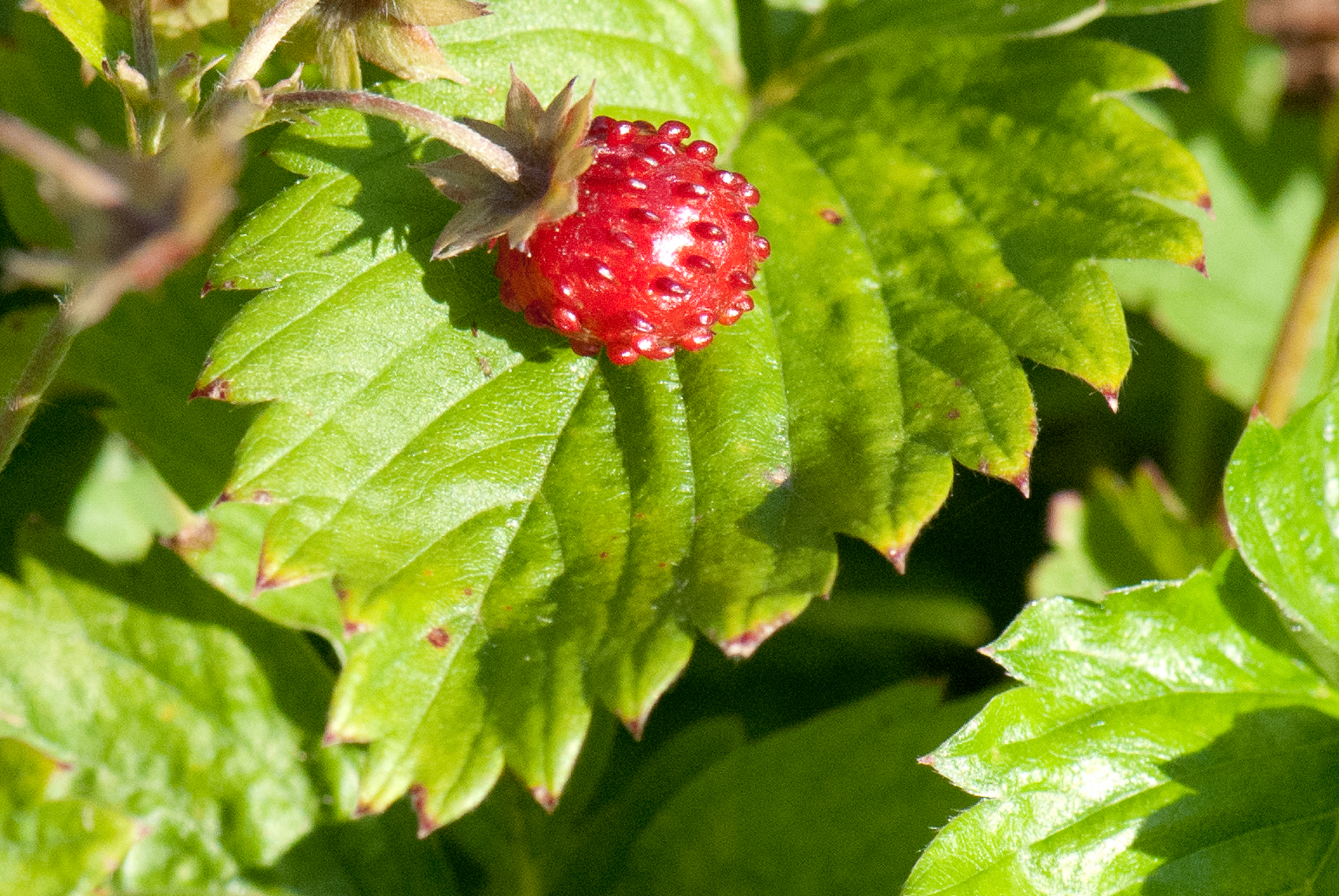 a small red berry sitting on top of green leaves
