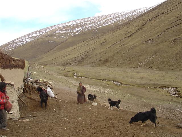 people walking around the mountains with dogs on them