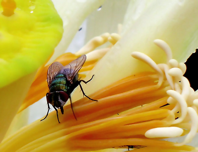a fly with wings on the inside of it
