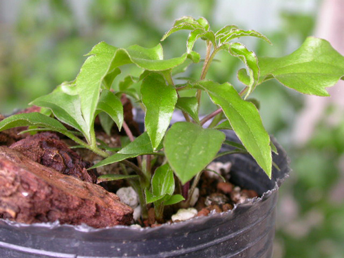 a small green plant growing in a plant pot