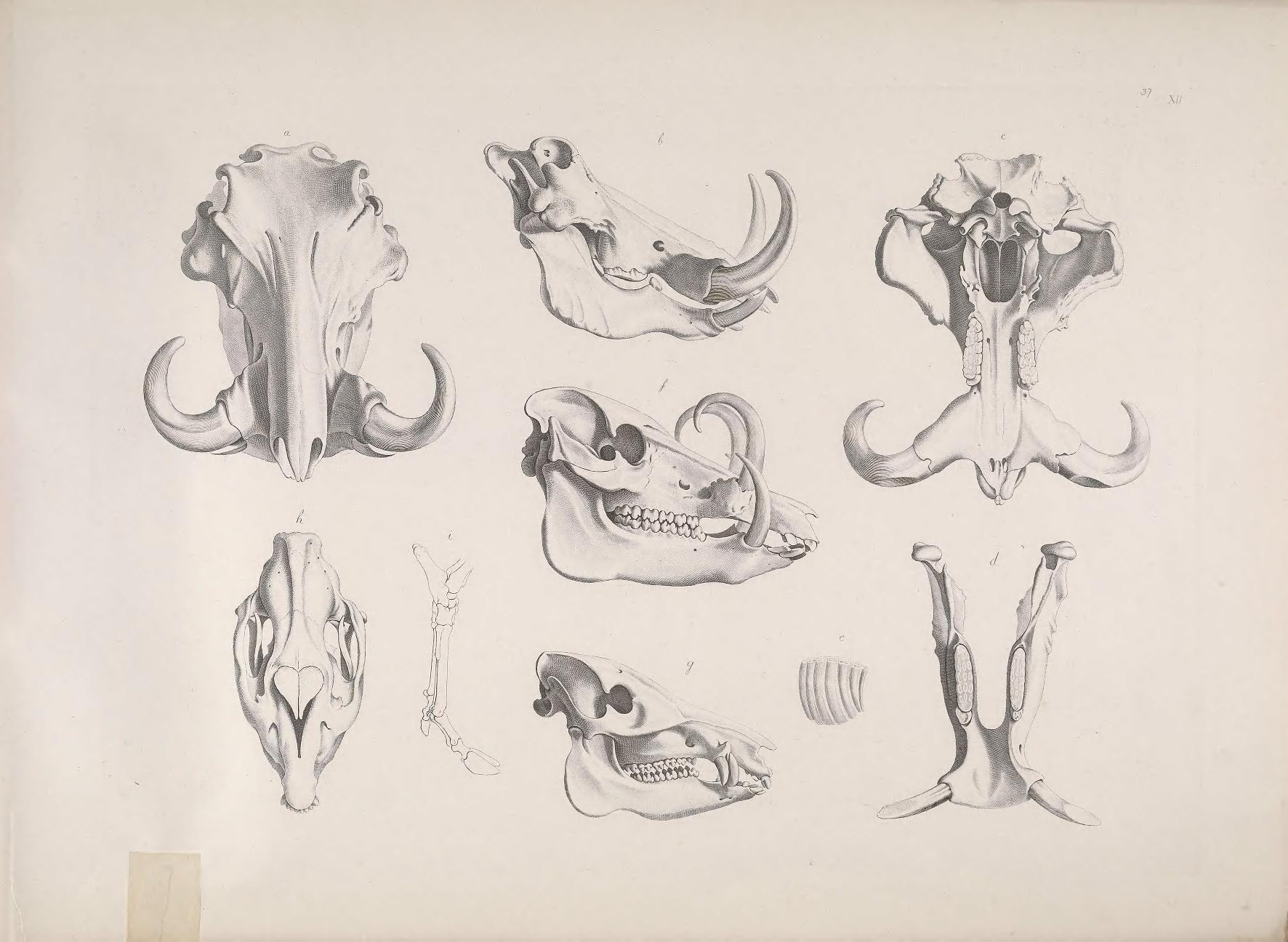 nine drawings of animals and their bones in various positions