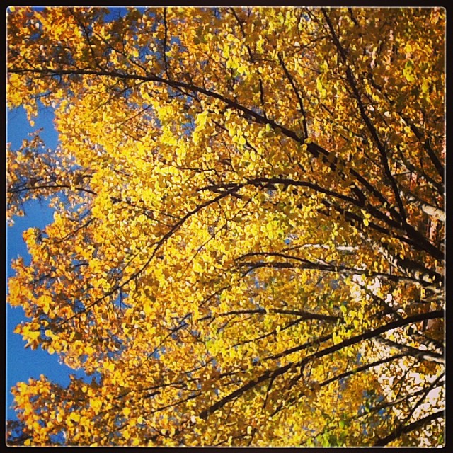 a view looking up into a bright autumn tree