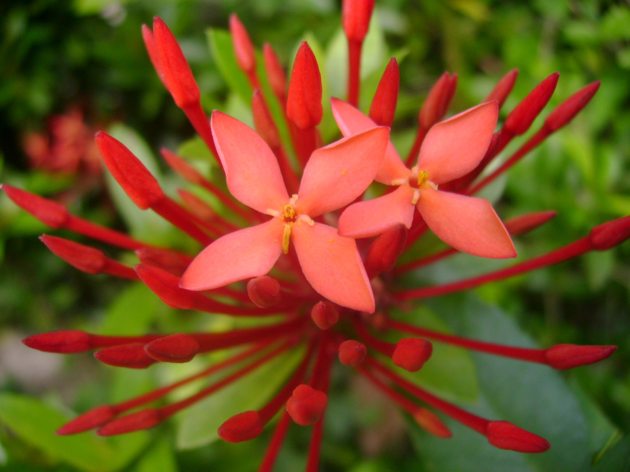 a red flower is shown here in the image