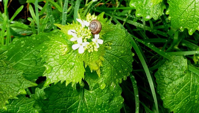 there is an image of green leaves with snails
