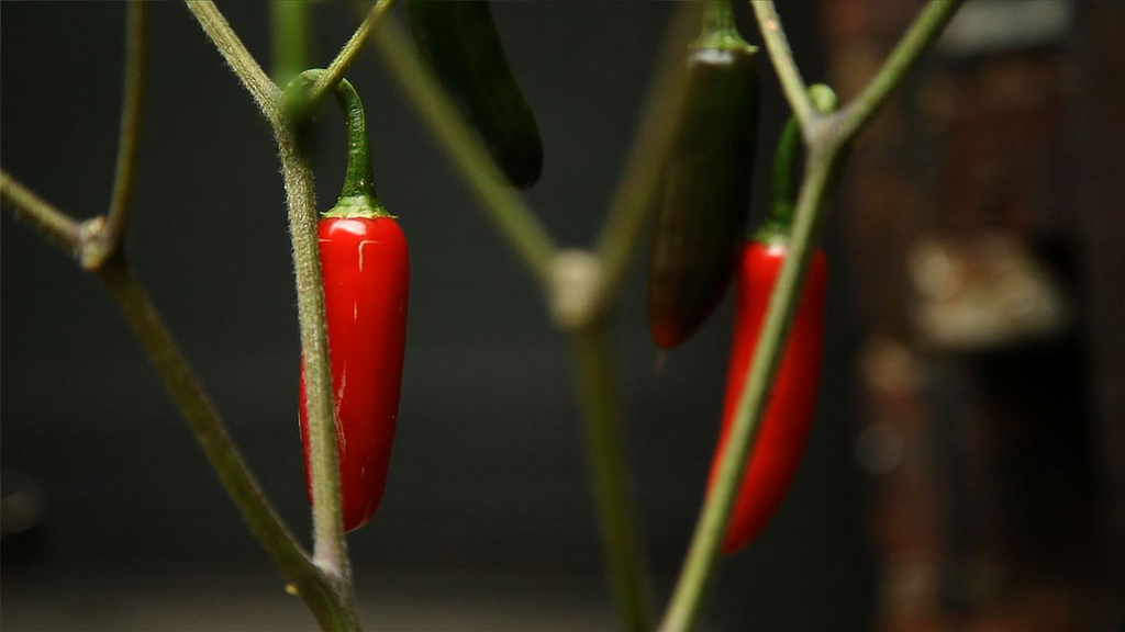a close - up of small pepper peppers on the stem