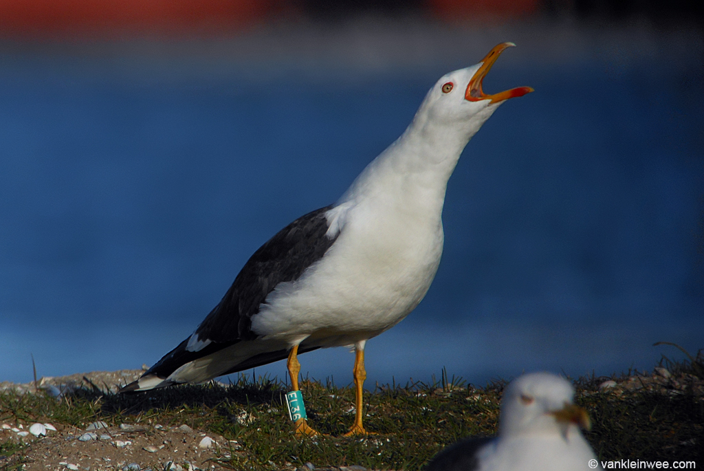 this is an image of a bird standing on a hill