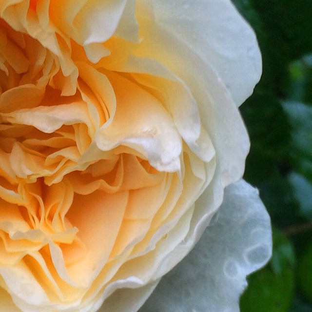 a close up s of a rose blossom
