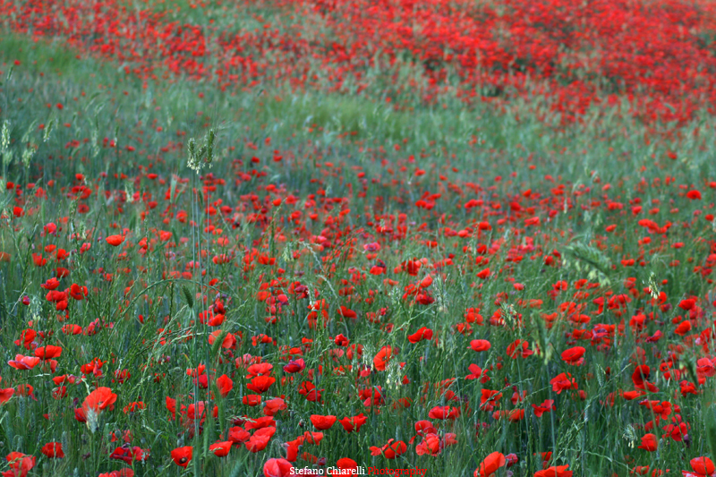 a field full of red flowers sitting next to a hillside