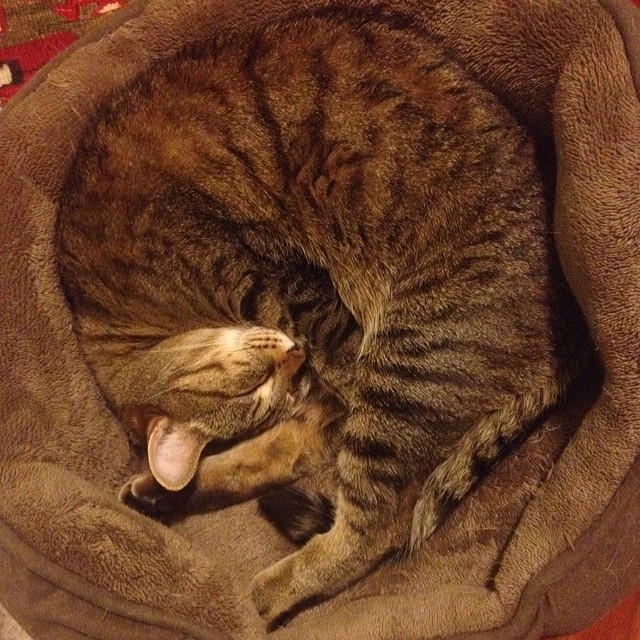 a brown cat curled up in a bed on the floor