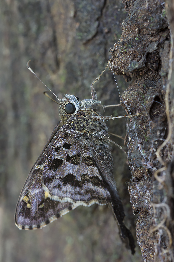 a large moth that is sitting on a tree