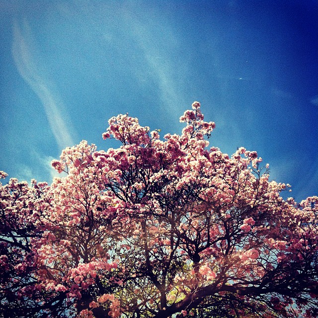 a tree in blossom with a sky background