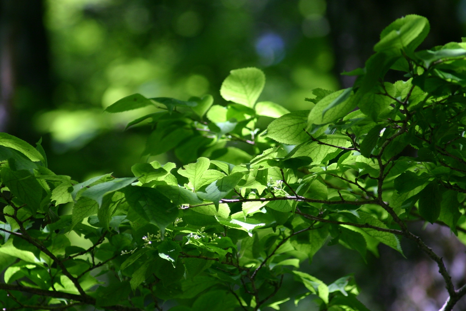 a green leaf filled tree with many leaves