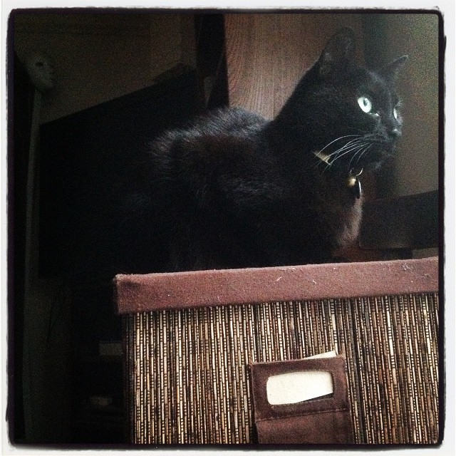 a black cat is sitting in a basket