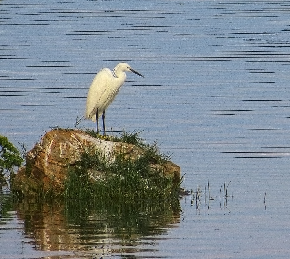 a white bird stands on a rock in the middle of a river