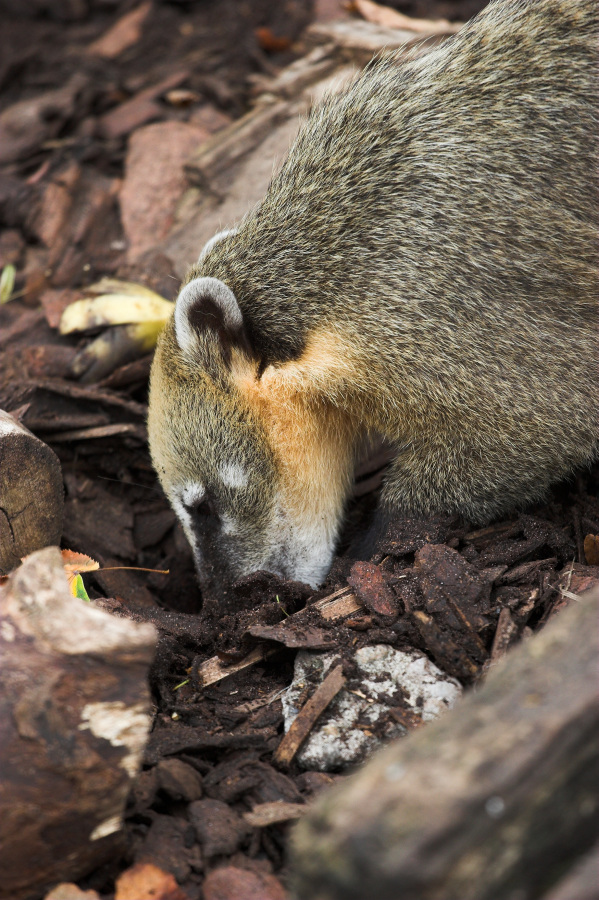 a badger digging in the ground for food