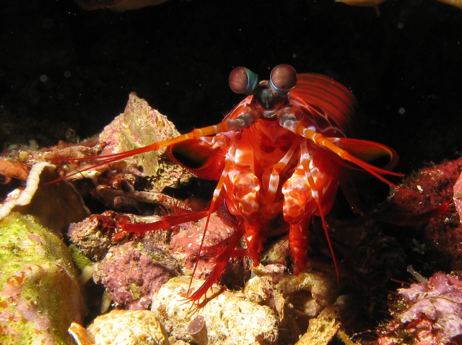 a very close up view of a lobster on the ground