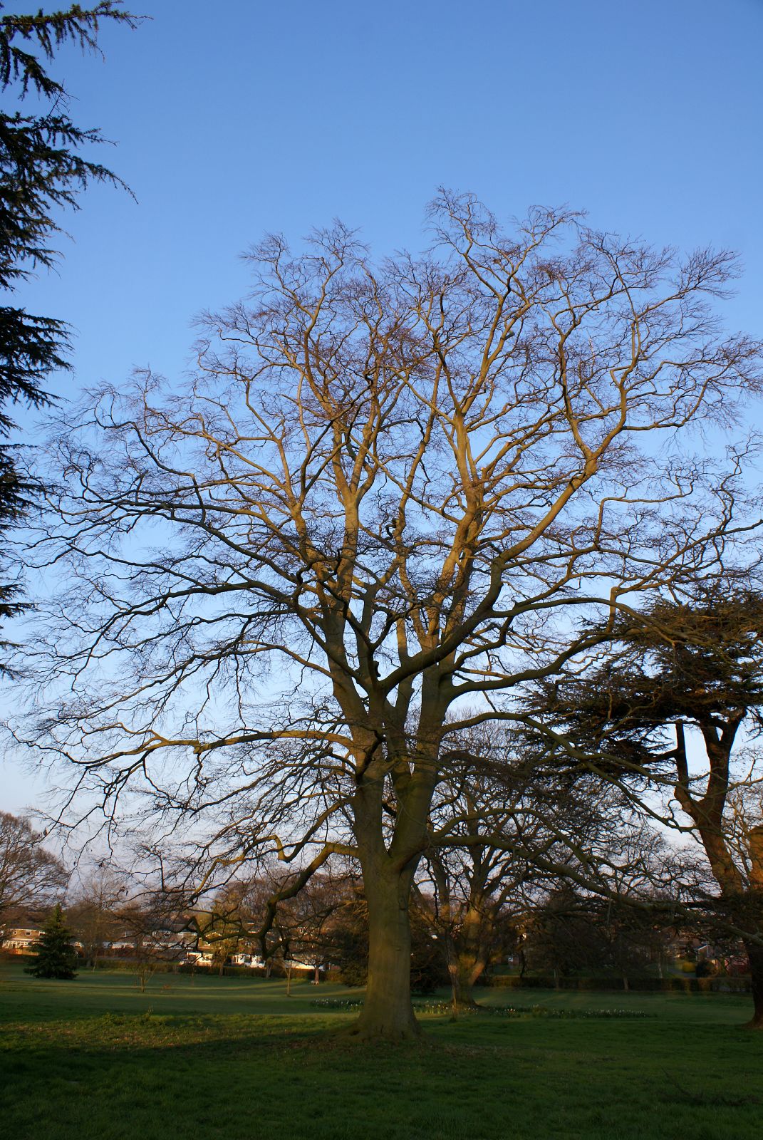 a tree with many leaves in front of blue sky