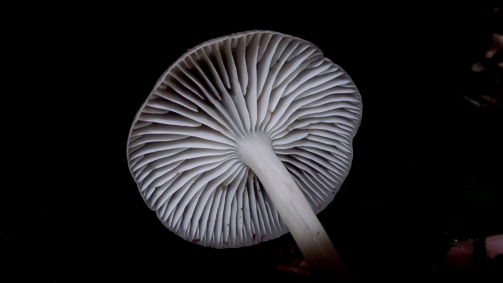 a large white mushroom with a long stem in the dark