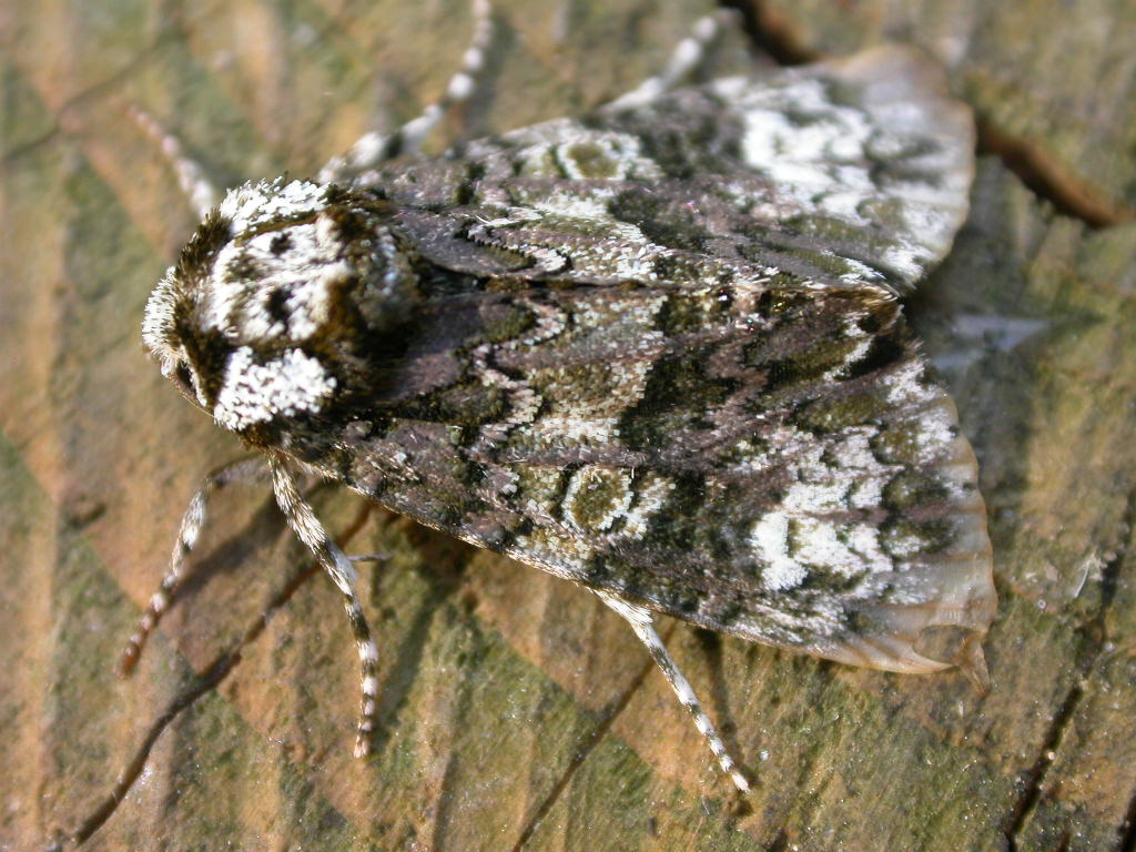 a moth sits on wood planks with snow all over it