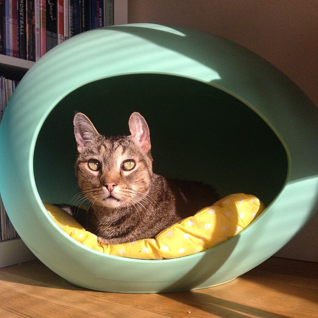 cat laying in the middle of a green tube shaped bed