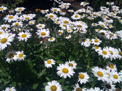 large group of flowers with yellow and white centers