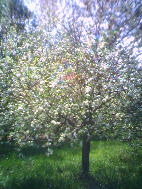 an apple tree with white flowers and lots of green leaves